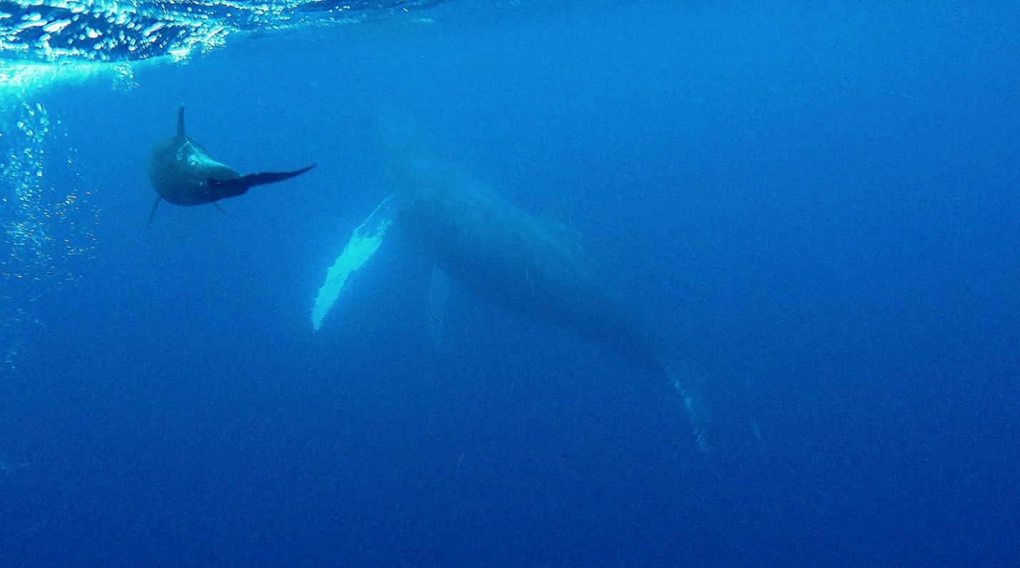 Whale Dalphin 3