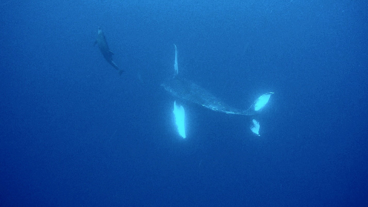 Dive_Trip_to_Socorro_Islands